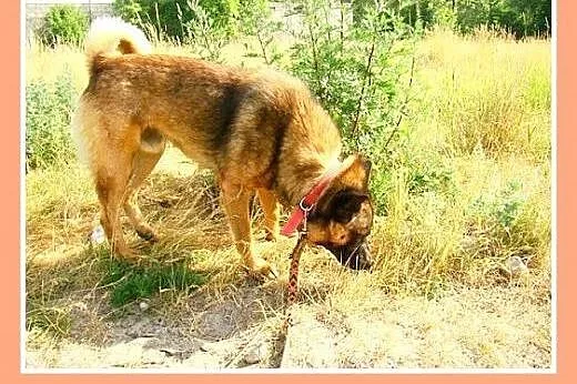 Szpic mix,łagodny,spokojny,zrównoważony pies ORO.A