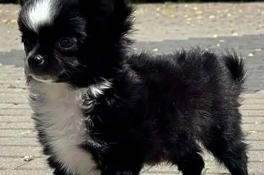 Chihuahua