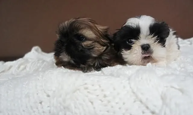 Shih-tzu