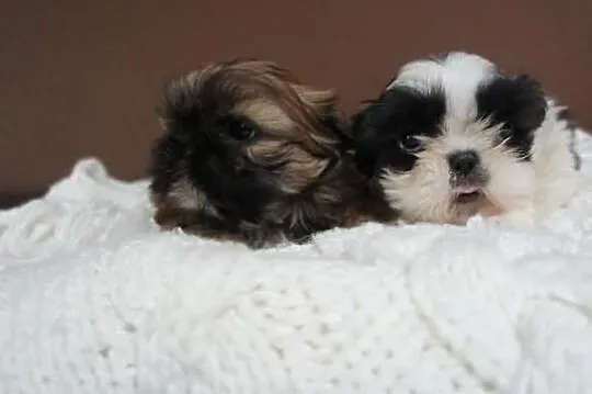 Shih-tzu