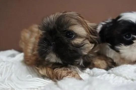 Shih-tzu