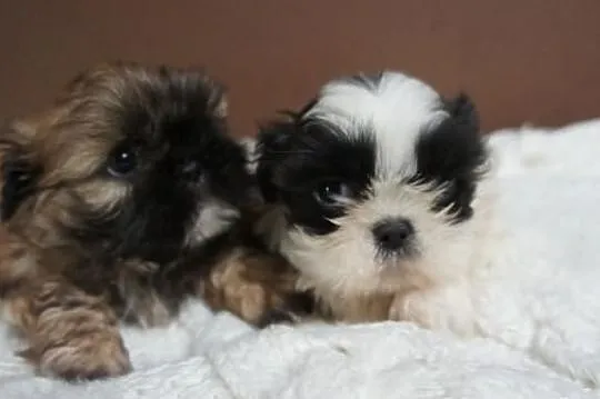 Shih-tzu