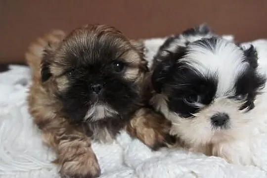 Shih-tzu
