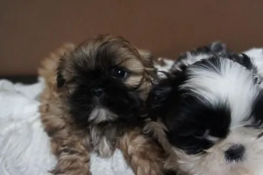 Shih-tzu