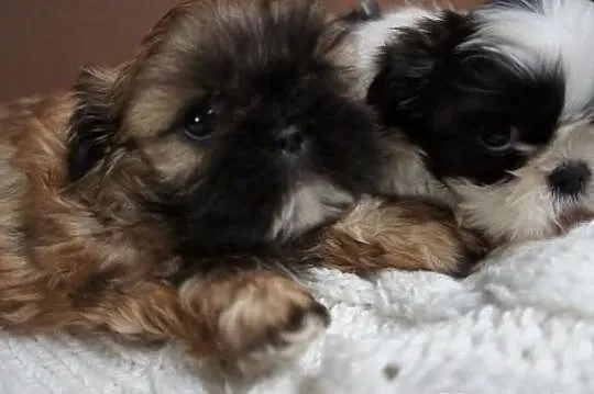 Shih-tzu