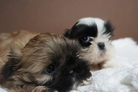 Shih-tzu
