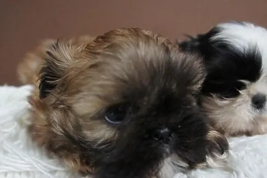 Shih-tzu