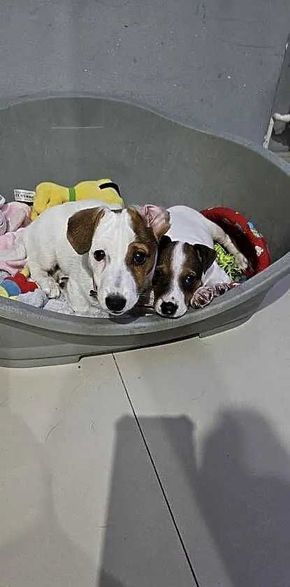 Jack russell terrier parka, Zachodniopomorskie, Marianowo