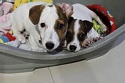 Jack russell terrier parka, Zachodniopomorskie, Marianowo
