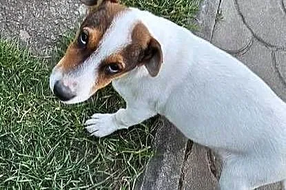 Jack russell terrier parka, Zachodniopomorskie, Marianowo