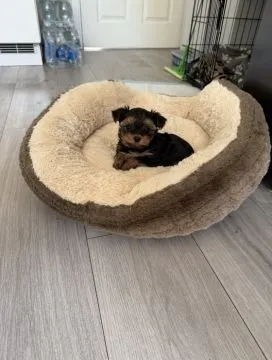 Prześliczne szczenięta rasy Yorkshire Terrier (suczki i pieski, , Lublin
