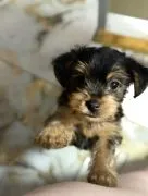 Prześliczne szczenięta rasy Yorkshire Terrier (suczki i pieski