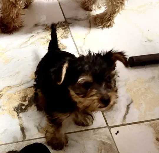 Prześliczne szczenięta rasy Yorkshire Terrier (suczki i pieski, , Lublin