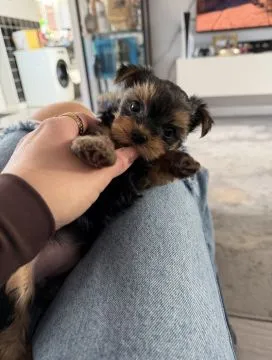Prześliczne szczenięta rasy Yorkshire Terrier (suczki i pieski, , Lublin