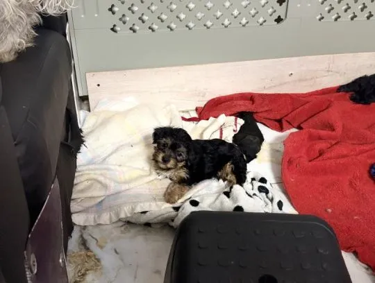 Prześliczne szczenięta rasy Yorkshire Terrier (suczki i pieski, , Lublin