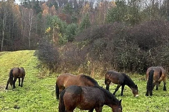 Likwidacja stada klacze PKZ, Podkarpackie, Olchowa