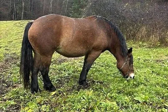 Likwidacja stada klacze PKZ, Podkarpackie, Olchowa