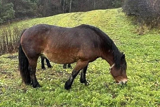 Likwidacja stada klacze PKZ, Podkarpackie, Olchowa
