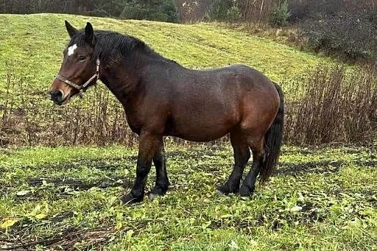 Likwidacja stada klacze PKZ, Podkarpackie, Olchowa
