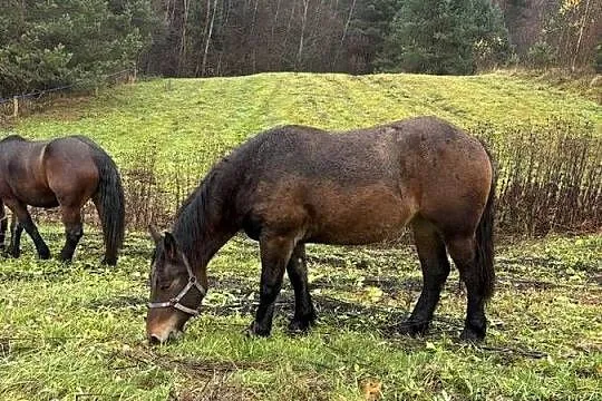 Likwidacja stada klacze PKZ, Podkarpackie, Olchowa
