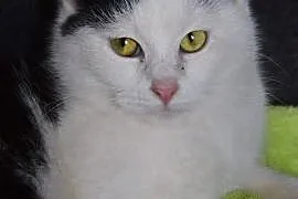 Urocza czarno-biała koteczka, Częstochowa