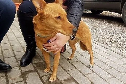 Mała, ruda lisiczka :),  warmińsko-mazurskie Olszt