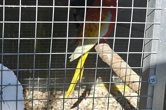 Woliera/klatka + 3 pary papug, Śląskie, Godów
