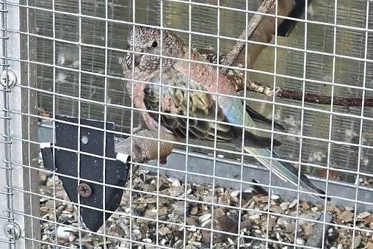 Woliera/klatka + 3 pary papug, Śląskie, Godów