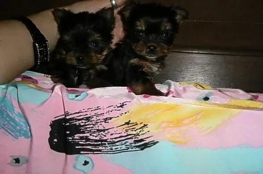 York yorki yorkshire terrier śliczne!