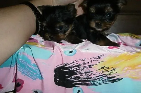 York yorki yorkshire terrier śliczne!