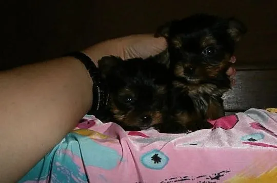 York yorki yorkshire terrier śliczne!