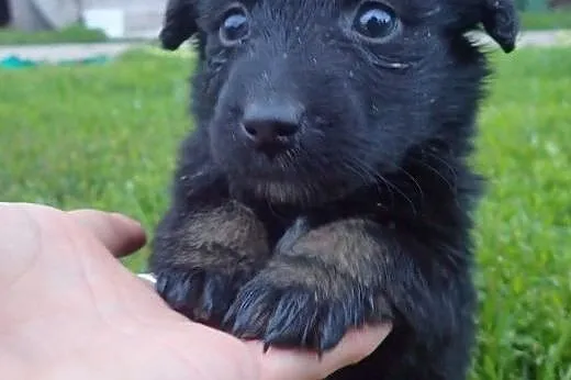 Mokka szczeniak docelowo średni do adopcji,  Kundelki cała Polska