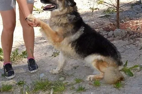 Zosia - śliczna owczareczka :),  warmińsko-mazursk