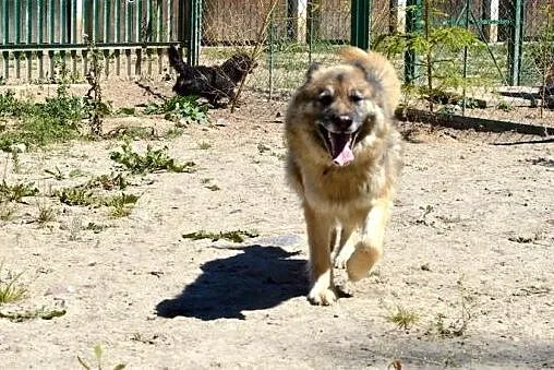 Zosia - śliczna owczareczka :),  warmińsko-mazursk