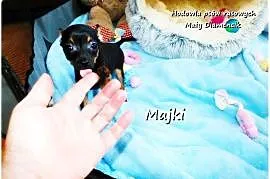 Maleńki XS! Piesek MAJKI Pinczer miniaturowy, (Ratlerek/Sarenka) do ODBIORU