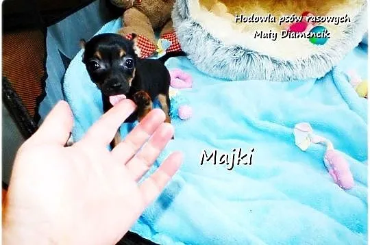 Maleńki XS! Piesek MAJKI Pinczer miniaturowy, (Ratlerek/Sarenka) do ODBIORU