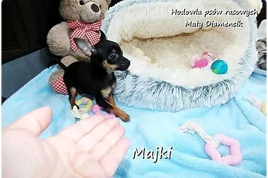 Maleńki XS! Piesek MAJKI Pinczer miniaturowy, (Ratlerek/Sarenka) do ODBIORU, Lubuskie, Żary