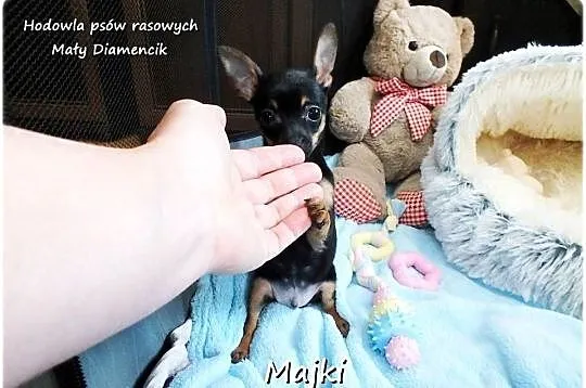 Maleńki XS! Piesek MAJKI Pinczer miniaturowy, (Ratlerek/Sarenka) do ODBIORU, Lubuskie, Żary