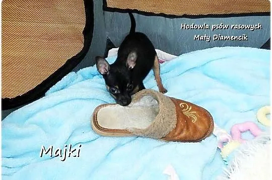 Maleńki XS! Piesek MAJKI Pinczer miniaturowy, (Ratlerek/Sarenka) do ODBIORU, Lubuskie, Żary