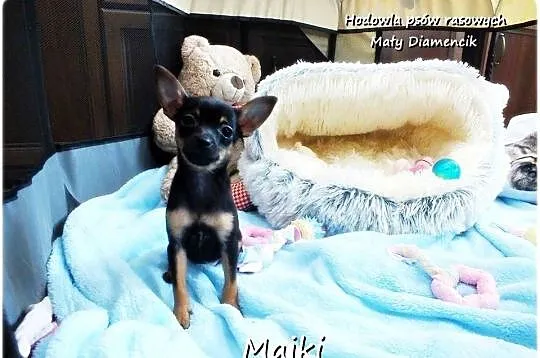 Maleńki XS! Piesek MAJKI Pinczer miniaturowy, (Ratlerek/Sarenka) do ODBIORU, Lubuskie, Żary