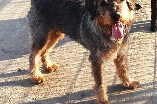 Sproket - pies w typie wyżła niemieckiego do adopcji,  łódzkie Łódź