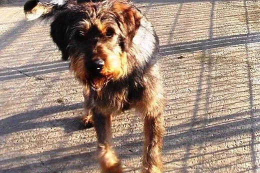 Sproket - pies w typie wyżła niemieckiego do adopc