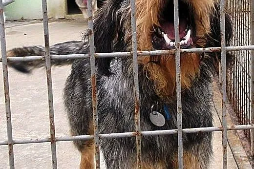 Sproket - pies w typie wyżła niemieckiego do adopc