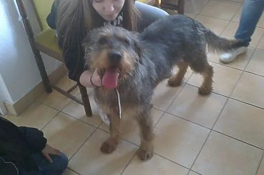 Sproket - pies w typie wyżła niemieckiego do adopc