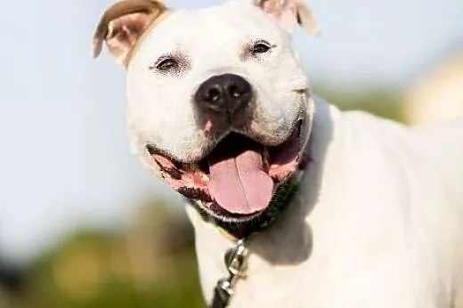 Nero 6letni amstaff szuka domu,  mazowieckie Warsz
