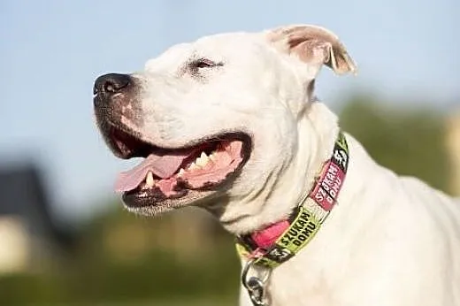 Nero 6letni amstaff szuka domu,  mazowieckie Warsz