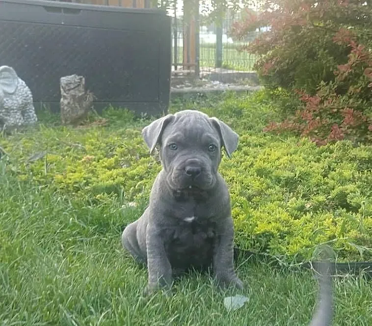 Piesek Cane Corso, Łódzkie, Rozprza