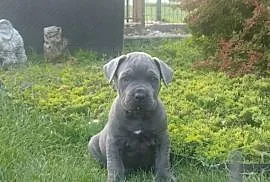 Piesek Cane Corso