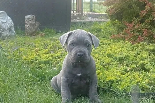 Piesek Cane Corso, Łódzkie, Rozprza