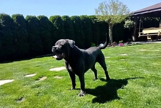 Piesek Cane Corso, Łódzkie, Rozprza